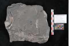 Foto (Objekt + Etikett) von Asterocarpus meriani Brongniart (NHMW-GEO-2024-0188-10611)